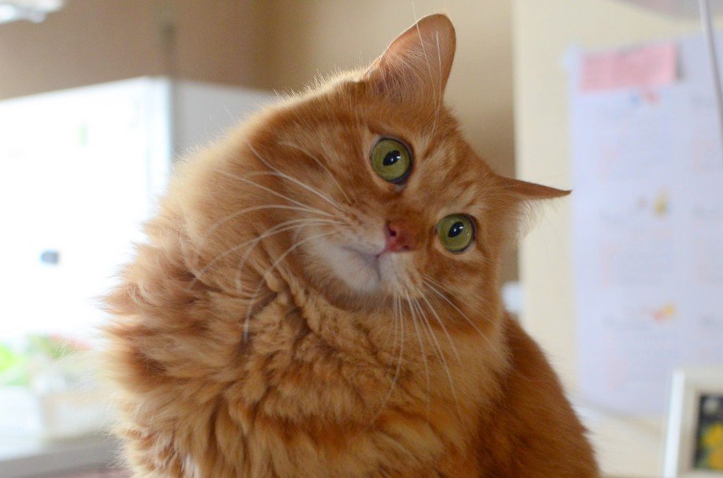 Marie おはようございます 首をかしげる姿ってかわいいょね 猫 T Co Qoyyoexthh Twitter