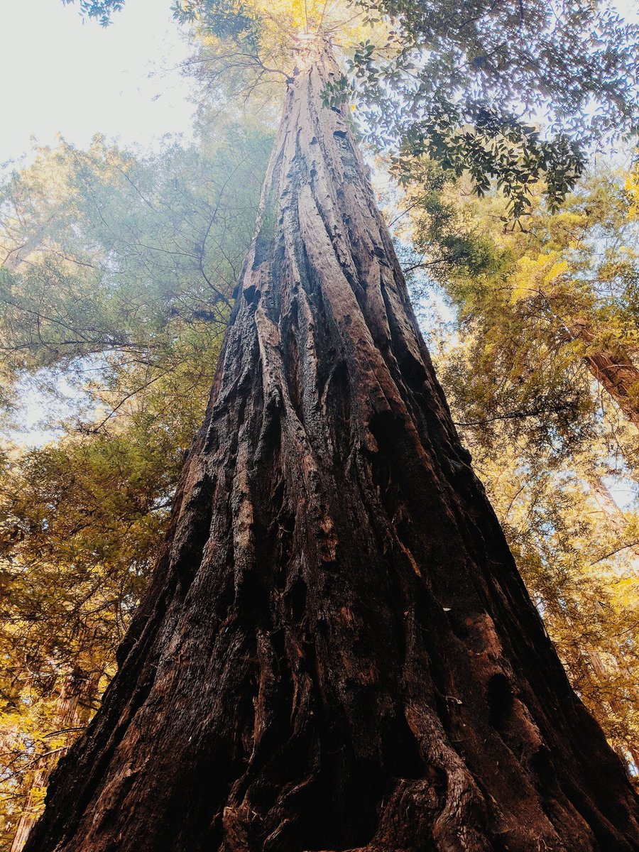 Did you know that #redwoods store more carbon dioxide per acre than any other forest in the world? According to research in "Forest Ecology and Management" by scientists at <a href="/humboldtstate/">Humboldt State</a> + <a href="/UW/">University of Washington</a>, redwoods store 2,600 metric tons of carbon per hectare (2.4 acres)!