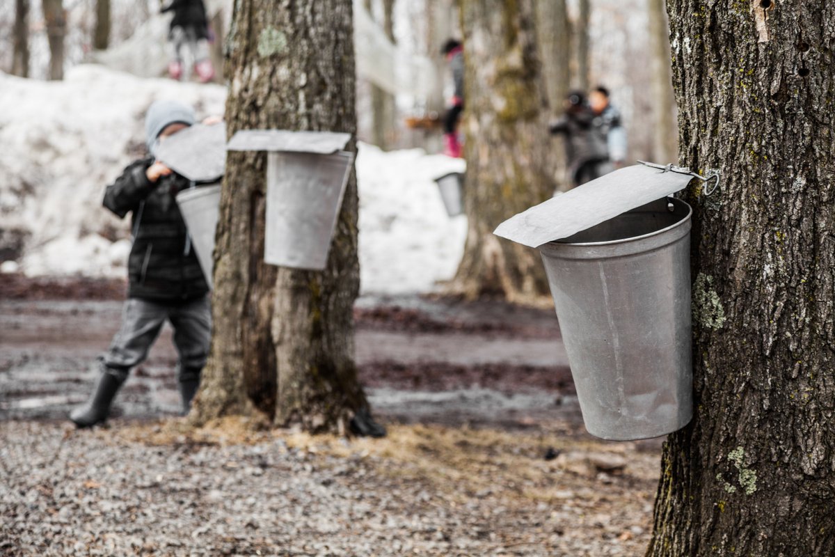 OhioWineCountry's tweet photo. Get out and about and enjoy the beginning of Spring and all things Maple on the first weekend of the Ohio Maple Madness Tour, the 1st weekend in March.    See you there!  https://t.co/Zt0pf9VZcv #OhioFindITHere #Bula #MapleMaddness https://t.co/BSiToWiaI0