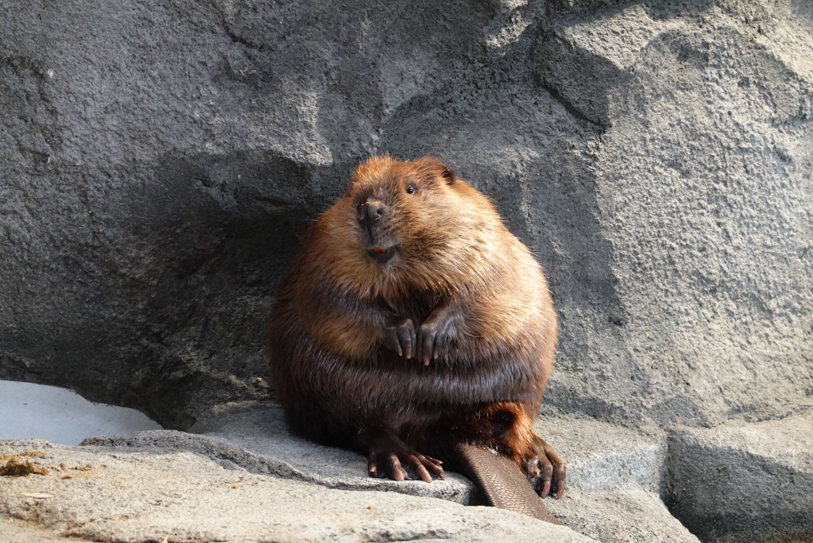 にっしー No Twitter 無限にかわいい ビーバーエリアから離れられんくなるから困る 19 2 24 ニフレル アメリカビーバー にっしー No Twitter 無限にかわいい ビーバーエリアから離れられんくなるから困る 19 2 24 ニフレル アメリカビーバー