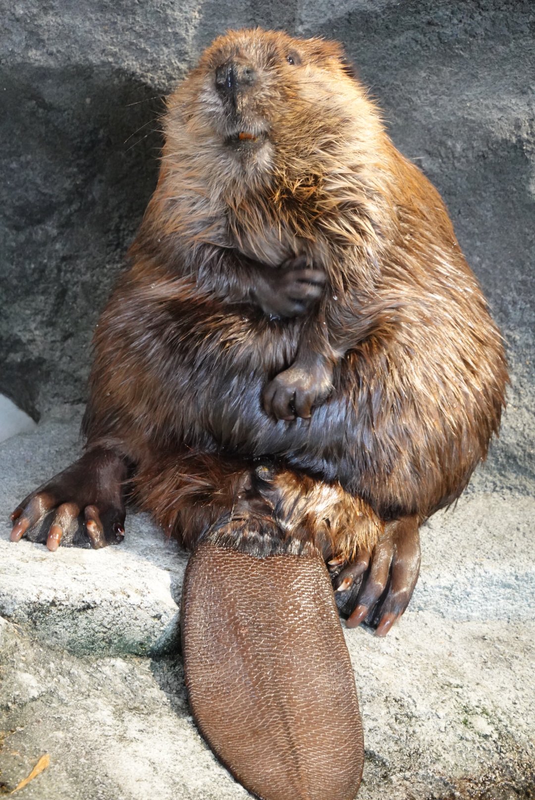 にっしー 無限にかわいい ビーバーエリアから離れられんくなるから困る 19 2 24 ニフレル アメリカビーバー にっしー 無限にかわいい ビーバーエリアから離れられんくなるから困る 19 2 24 ニフレル アメリカビーバー