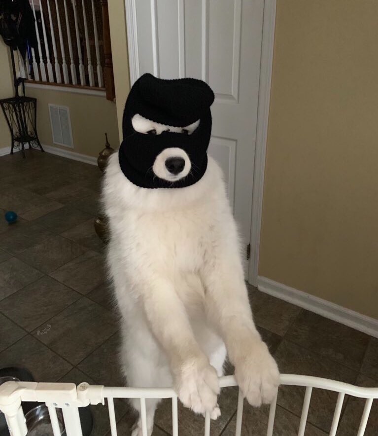 dog_rates's tweet image. This is Mochi. It’s his first robbery. Forgot a weapon but would still like you to please put your hands pup and show him where you keep the snacks... or else. 12/10