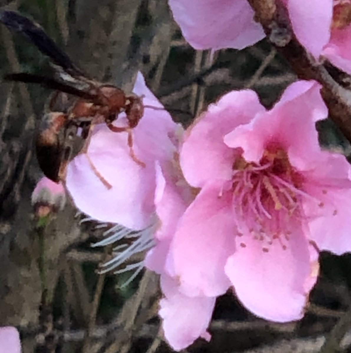 AbneySci's tweet photo. #TexasBlooms wasp on wild peach https://t.co/dawBw9PtZS