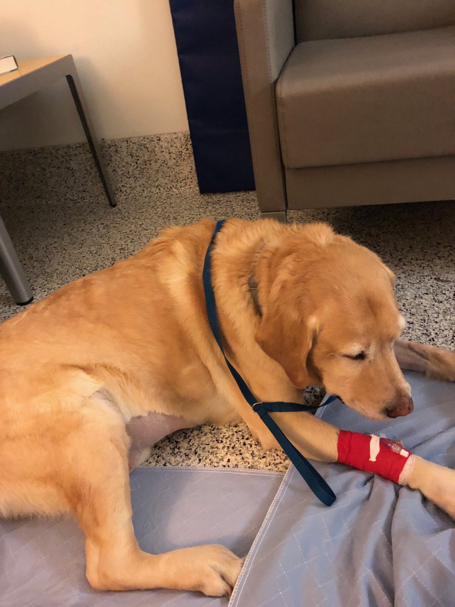 Tonight my wife and I lost r best friend in the world. Our sweet Buddy boy is free of his pain.He held on long enough to meet his 2nd brother but then decided it was time to move on.This is the worst day of my life. Not even close.I love him so much.This is last pic of him taken