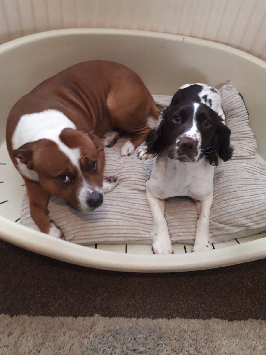 DogsAdventure's tweet photo. Human spirit is in my bed please get her out am not happy who elce nickes thier furpals bed.  #woof #staffie #itsmybed #notinpressed #tiedstaffie #springerspaniel #MentalHealthDog https://t.co/YsmTo4HpNc