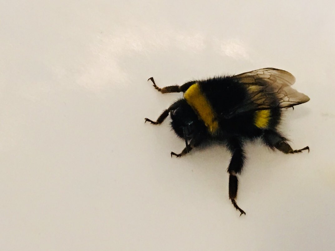 MarkMcFadden's tweet photo. So there's a monster bee in my bathroom.
#NotTerrified #MrBumble #StingOperation https://t.co/aD7G7yWZtM