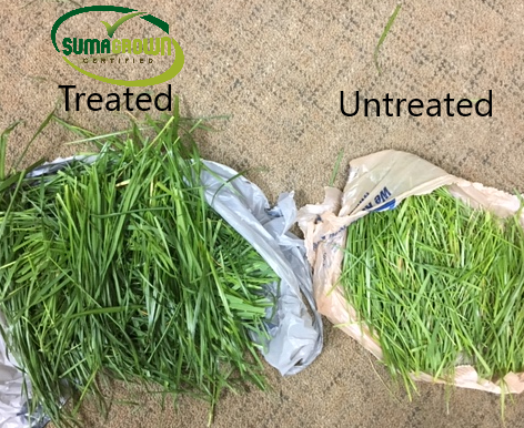 SumaGrow's tweet photo. See the SumaGrown difference!
These forage samples were taken today from radio personality Michael Pol's farm. These grass samples will be sent to an independent forage lab for analysis to measure crude protein, TDN, and dry matter, among other measurables. #sumagrow #sumagrown https://t.co/ocAuLRLoX5