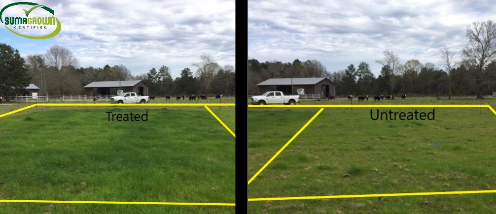 SumaGrow's tweet photo. See the SumaGrown difference!
These forage samples were taken today from radio personality Michael Pol's farm. These grass samples will be sent to an independent forage lab for analysis to measure crude protein, TDN, and dry matter, among other measurables. #sumagrow #sumagrown https://t.co/ocAuLRLoX5