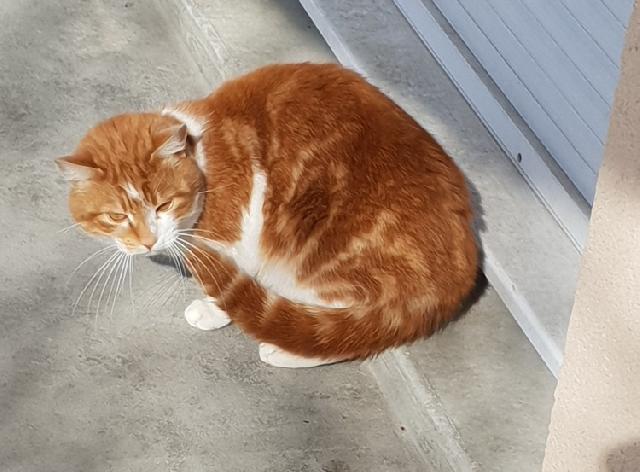 Alerte Animaux Perdu Auf Twitter Perdu Chat Roux Et Blanc Nomme Zimba A Eysines 33 Gouttiere T Co Wyxfayweuo T Co 1f21edmgwn Twitter