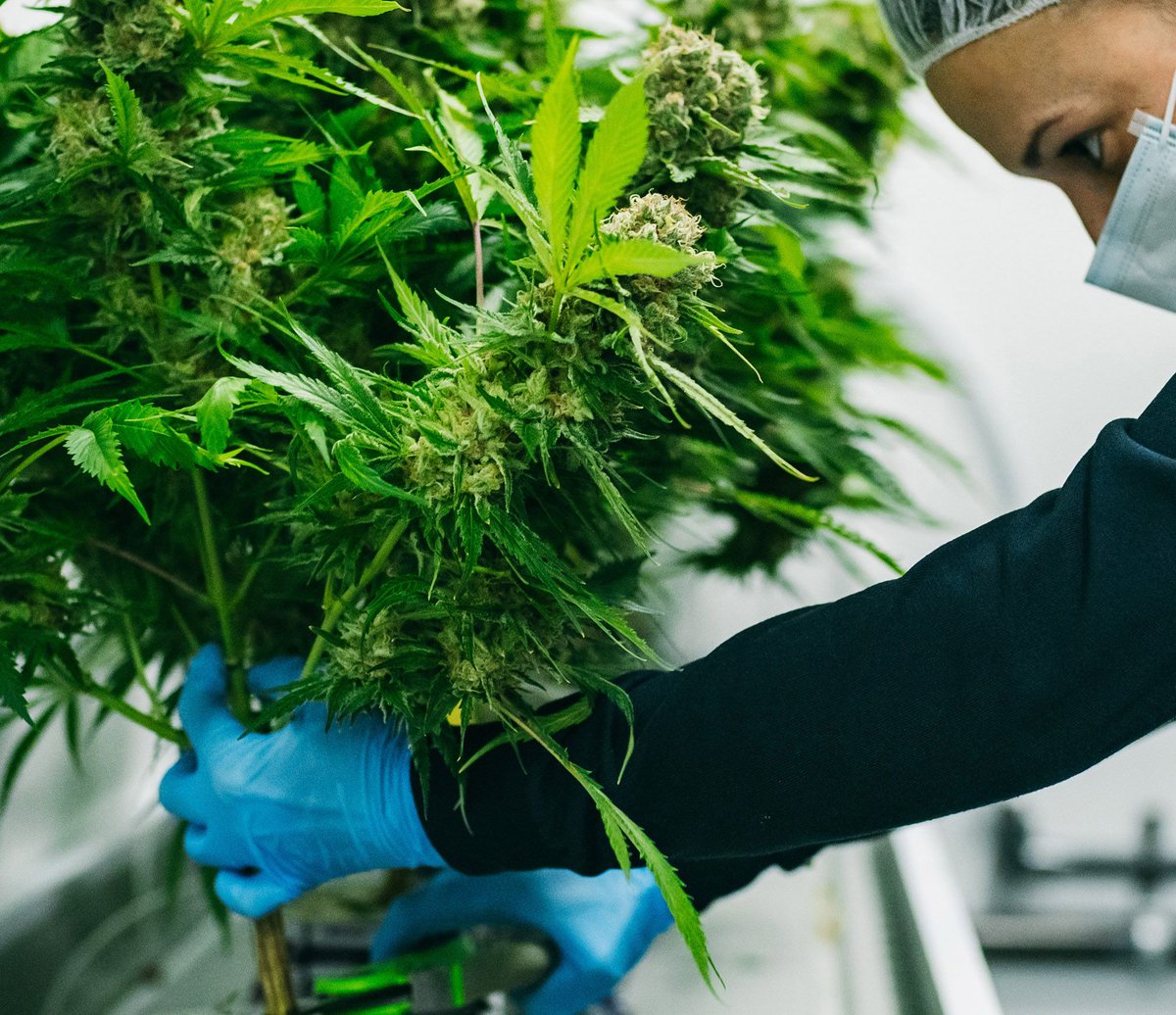 The entire Thrive team is dedicated to and focused on delivering the highest quality plants to market. We pride ourselves in our attention to detail and a team we consider family and not just employees.
#CannabisThrives #Cannabis #CraftCannabis #CanadianCannabis