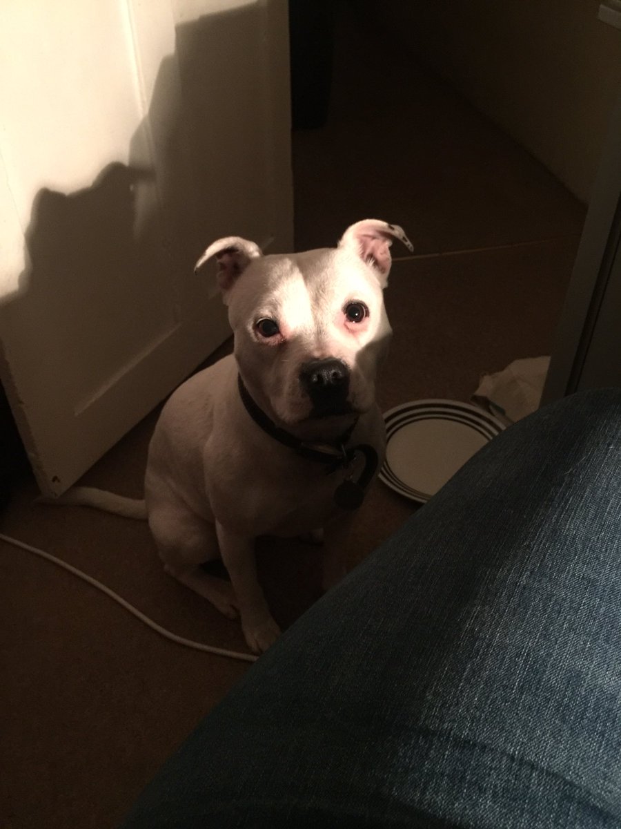 SummerTheStaffie tweet media