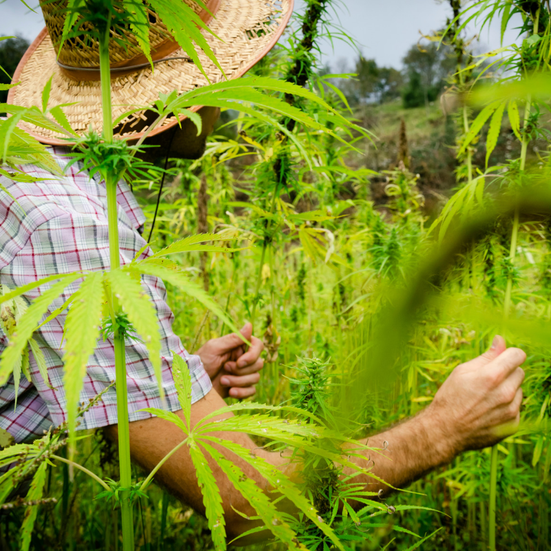 Did you know that our founders come from a long lineage of Agricultural Marketers and Farmers? Our passion for CBD comes from our roots 💚.

#cbd #cbdoil #health #wellness #farming #agriculture