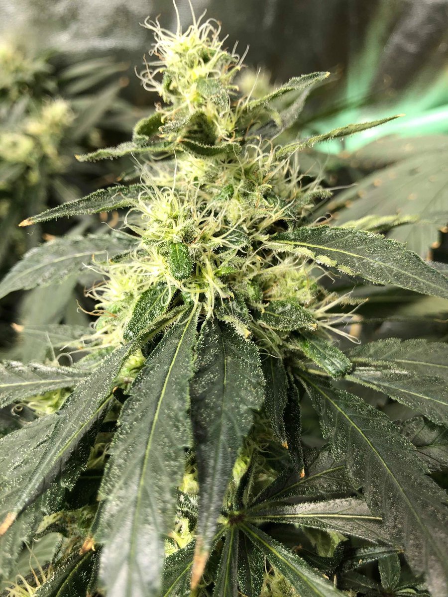 SecordJane's tweet photo. One of ours #quality #CannabisCommunity https://t.co/UAviEGz38a