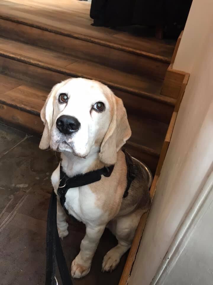 From Baxter’s mum 
“Baxter received a smile in a box today 😀. Thank you, it really did make us smile and brought some light into the darkness of his diagnosis (ps: I know he looks sad, but he isn’t really!!)”