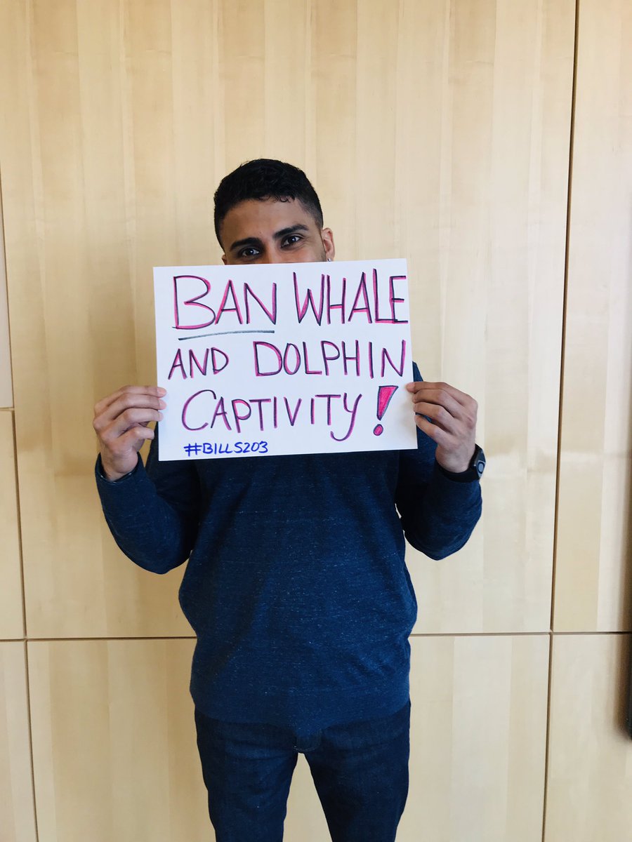 AnimalTru's tweet photo. The time is now. End whale and dolphin captivity! #BillS203 #cdnpoli Captivity is cruel @FinDonnelly @avalonMPKen @MelArnoldMP @blainecalkinsmp @PatFinniganMP @KenHardie @MorrisseyEgmont @ChurenceRogers @AnimalJustice https://t.co/pEBtMNydGm