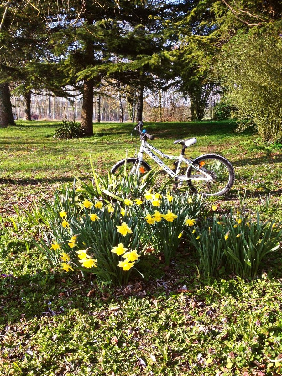 BikeHireDirect's tweet photo. Its February school holidays &amp; weather perfect to get kids outside enjoying fresh air - what better way than by having fun on a #bike!
Children at @CM17Bikes are loving #cycling through #Spring #daffodils !
#BikeHireDirect #DispoVelo #NouvelleAquitaine #France #CharenteMaritime https://t.co/zSY9HNzcbG
