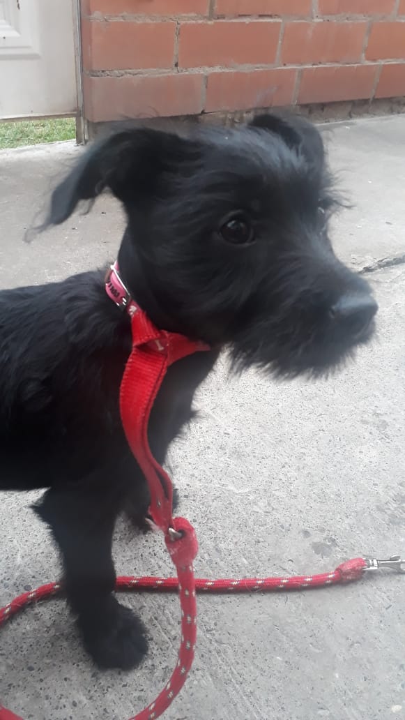 PetAngelsCol's tweet photo. Esta perrita busca hogar ya que al parecer fue abandonada. Nos piden difundir.  Tiene aprox 2 meses. Info  301 3978832 y el 3059225178 o 3057765058 https://t.co/NXCt1QoaLX