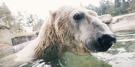 Point Defiance Zoo & Aquarium tweet media