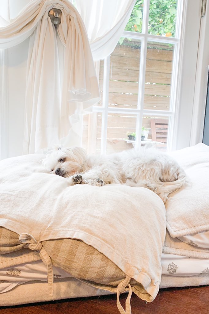 thelunaonthego's tweet photo. #mood Wishing it was the weekend already. ๐ด๐ถ๐๐๐ผโโ๏ธโ
How are you making it through the week? #lunaonthego #weekendwishing #sleepypup #instapup #thatsdarling https://t.co/AN0GVyxbMU