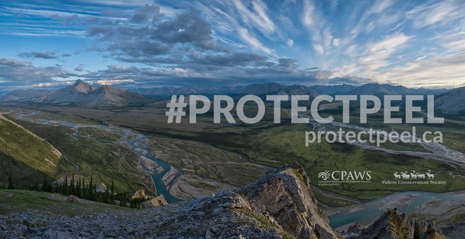 Protect Peel tweet media