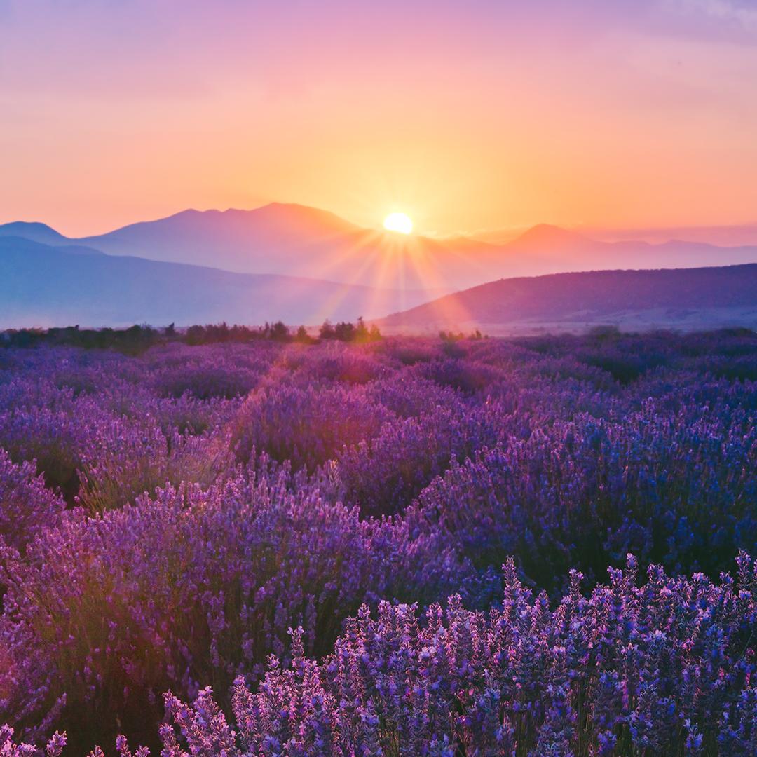 VH_Nutrition's tweet photo. Lavender fields forever ✨ Winter is in full effect, meaning not everyone might be getting their daily dose of vitamin D. Our #D3 supportsg and maintains strong bones, promoteshealthy metabolism &amp; more!

#Vividhealthnutrition #Supplements #VitaminD3 https://t.co/fCESNfULNn