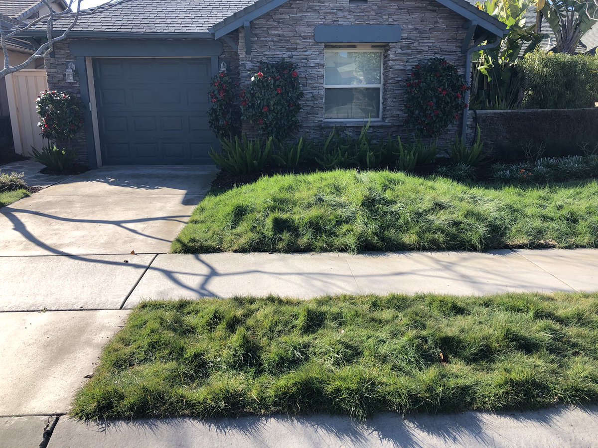 maggie_reiter's tweet image. Native bentgrass (Agrostis pallens) home lawn