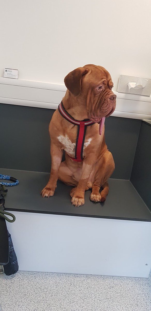 Mylo has been in the papers ❤️
He starts radiotherapy soon! 
Stay strong handsome we are all rooting for you 💪🐾