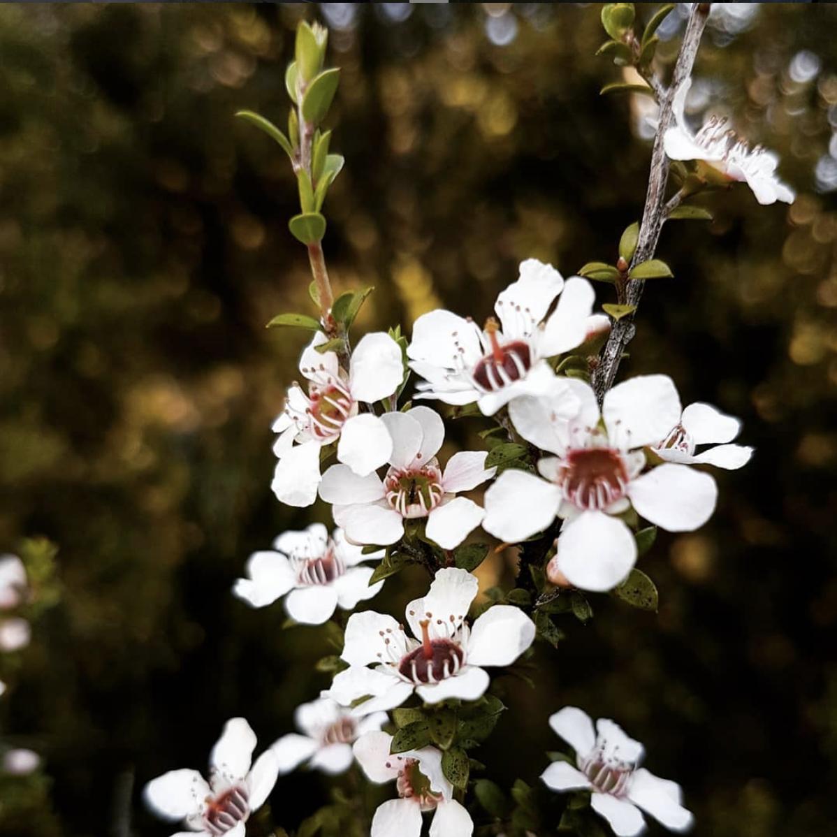 truehoneyco_me's tweet photo. 🧡 Apart from making yummy 🍯#NZmanuka is an amazing plant that helps to regenerate NZ's native bush by providing shade and shelter to growing 🌱🌱seedlings. 👏👏👏 #naturalmiracle #naturephotography #nzmanukahoney #truehoney #conservation #visitNZ https://t.co/dtlZh6cdnv