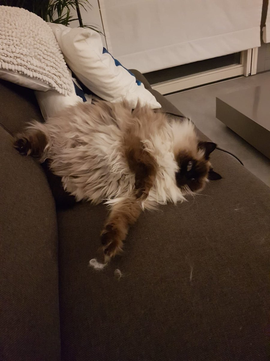SummerOnStream's tweet photo. If @Greekgodx was a cat https://t.co/syL00Rp1kS