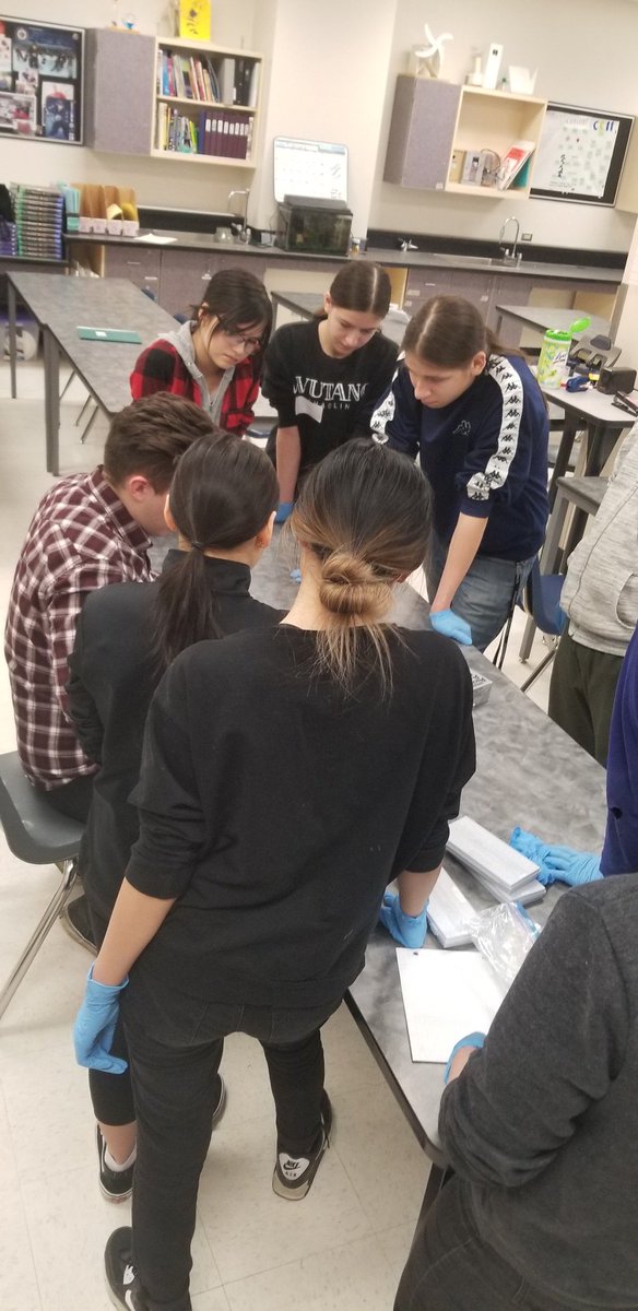 MsRomo307's tweet photo. Day 1 of frog dissections! Check out before and after pics. #DissectionClub #TecVoc #TecVocScience @WISE_KidNetic https://t.co/DNUgMJRBHQ
