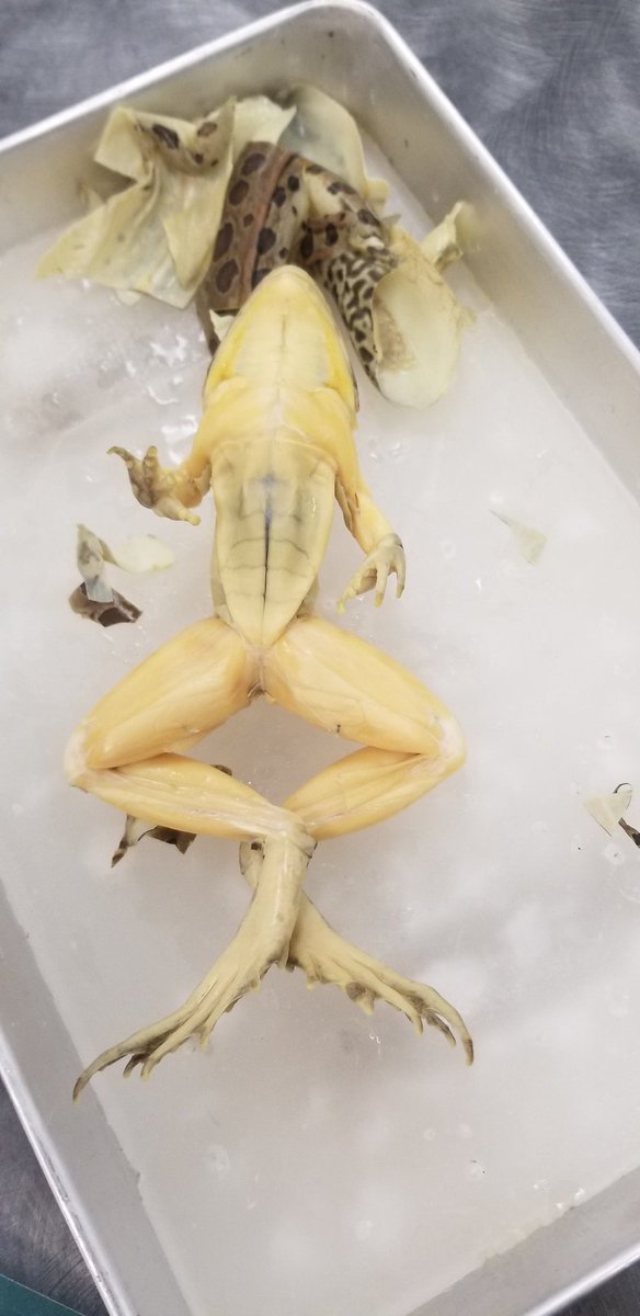MsRomo307's tweet photo. Day 1 of frog dissections! Check out before and after pics. #DissectionClub #TecVoc #TecVocScience @WISE_KidNetic https://t.co/DNUgMJRBHQ
