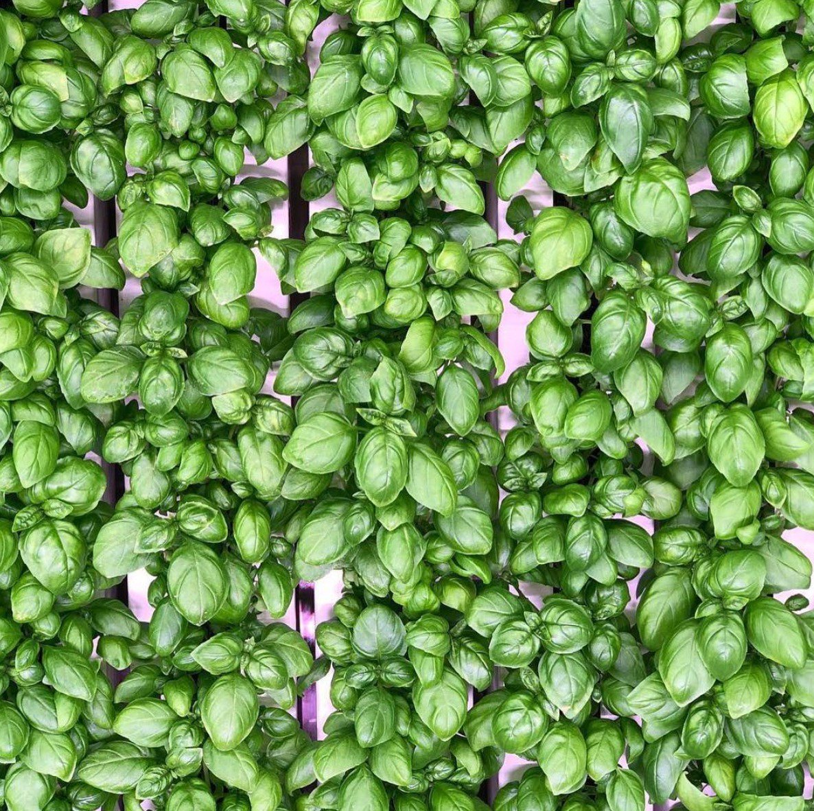 squarerootsgrow's tweet photo. Turns out #basil has been cultivated for over 5,000 years –– not likely in refurbished shipping containers, but they were our basil-ancestors, nonetheless. What’s your best guess on how long it took to come up with #pesto?! https://t.co/X8YGBJT4Wm