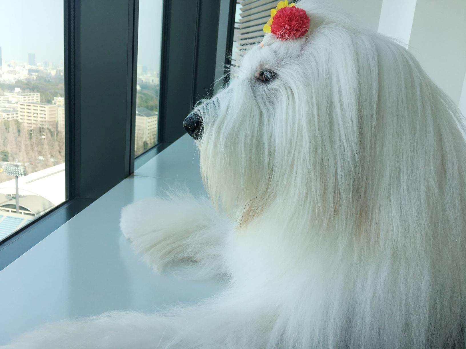 犬語でつぶやくcandy Oci Releasenotes 犬語 今日はワン 日本オラクルワン 社員犬キャンディ の出社日ワン です 午後 ワン キャンディのfacebookページワン に写真をアップする予定です 写真はワン 先週に出社したときワン のワン キャンディ 犬語でつぶやくcandy Oci Releasenotes 犬語 今日はワン 日本オラクルワン 社員犬キャンディ の出社日ワン です 午後 ワン キャンディのfacebookページワン に写真をアップする予定です 写真はワン 先週に出社したときワン のワン キャンディ