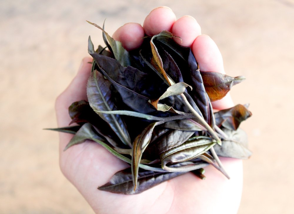 This is what purple tea leaves look like freshly picked! 🌿 Though the color is much different than traditional tea leaves, it is completely natural and is a non gmo plant! Curious about Purple Tea? Check out our blog post! ow.ly/EwBk30nQzim