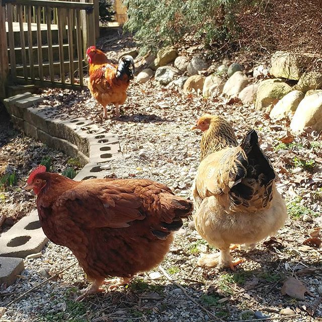 PamsBackyard's tweet photo. Hank's never far away while his ladies are out free ranging. #pamsbackyardchickens #roosdaytuesday #roostersofig #roostersofinstagram #newhampshirechicken #buffbrahma #chickensofinstagram #chickensofig https://t.co/Vyuf1OukXJ https://t.co/ZcpGJhUycf