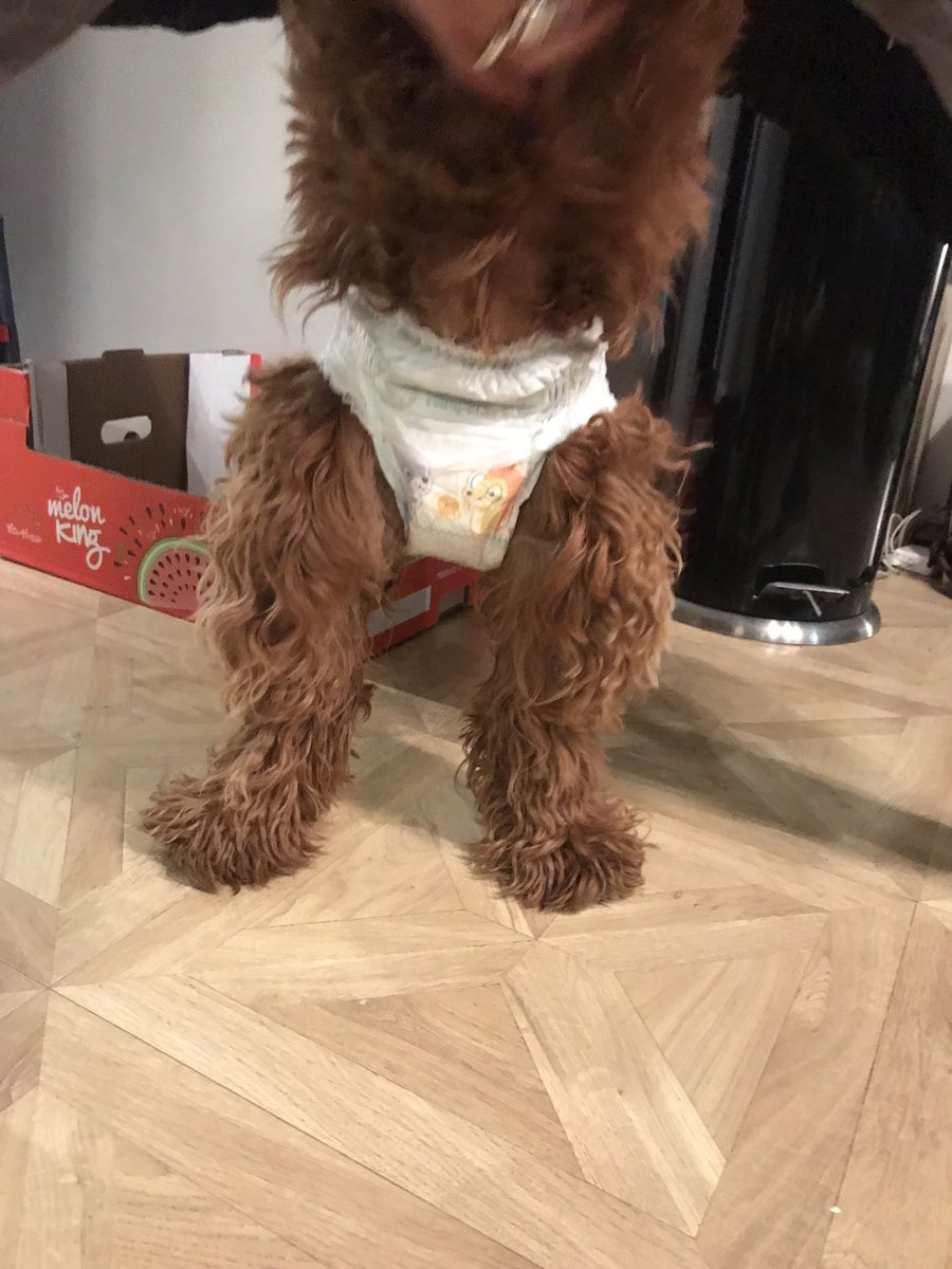 My dogs in a nappy. No joke... 😬😬 why did I never know that dogs had actual periods and their blood was gonna go everywherre?! NOT ANYMORE! 😁 #genius #yeswecutaholeforhertail