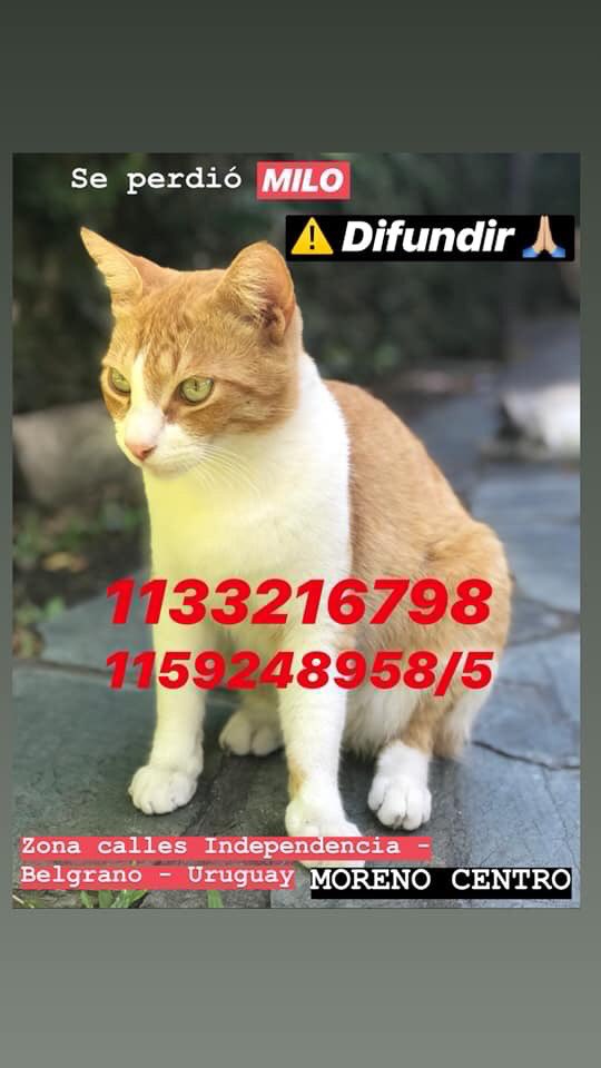 julirumi's tweet photo. ⚠️ Compartan porfa!
No encontramos a MILO desde el 25/2 a las 21hs aprox.
Zona Moreno Centro! Calles: Independencia, Belgrano, Uruguay y alrededores.
Es chiquito y tiene una mitad del cuerpo naranja y la otra blanca 

1133216798
1159248958/5 https://t.co/pJj1Q0Csp4