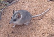 amandaLmclean's tweet photo. Small marsupial, big dispersal? Work from my #PhD finally making it to print! Paper just out in AJZ on the #genetics of the #endangered sandhill #dunnart @CSIROPublishing @UniofAdelaide check it out! https://t.co/wRyFDWyMru https://t.co/98dgxcXzgV