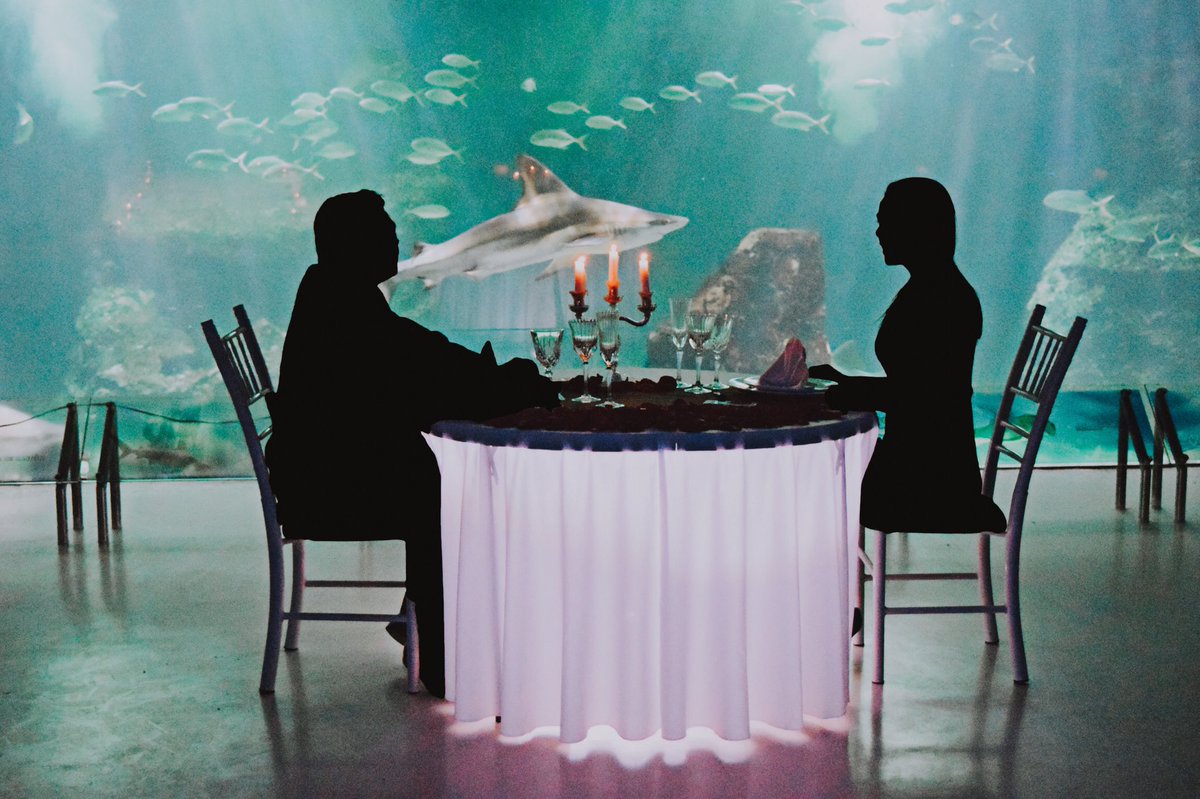 volopapilio's tweet photo. Una cena diferente y exótica! En el acuario de la CDMX o en GDL.
Sorprendel@y enamoral@ con esta sorpresa. https://t.co/bIiSgy07eO