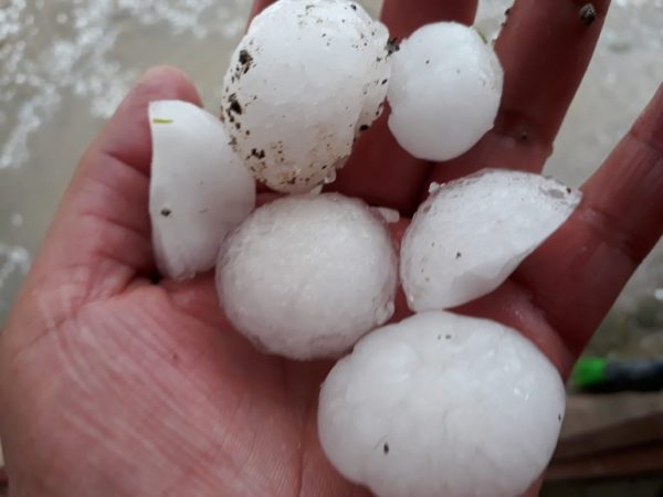 alertarojanot's tweet photo. Ahora ; Severa tormemta de Granizo Destructivo golpea el norte de Potosí #Bolivia 🇧🇴 , municipio #Colquechaca y #Chayanta) Destruyendo cultivos, matando aves de corral y dejando personas heridas #Imagenes https://t.co/m7j3GT7WDU