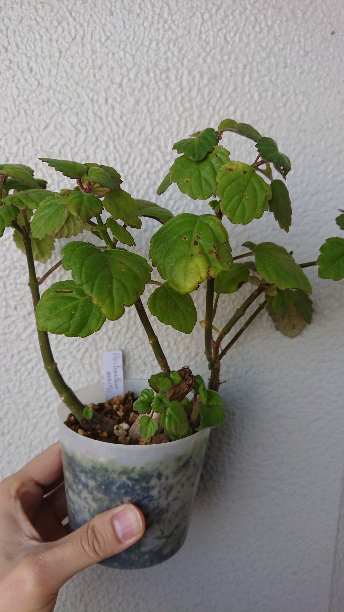 すなさん ねもたい Pa Twitter おはよーございます 今日は天気良くて気持ちいいね Plectranthus Ernstii プレクトランサス エルンスティー 南アフリカのシソ科塊根植物 ネメちゃんからの頂き物 ありがとう ー ベランダ放置のスパルタでも元気