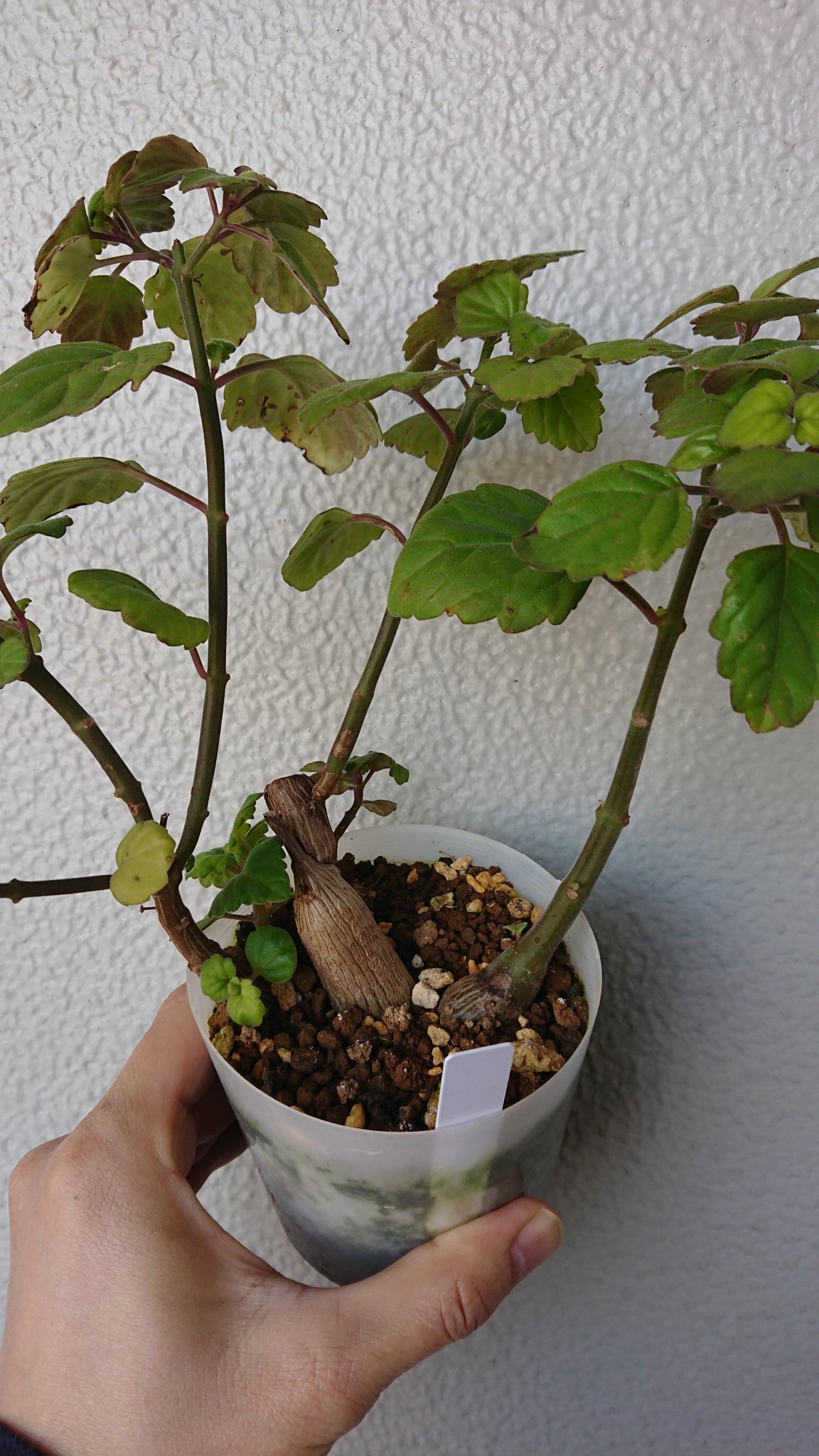 すなさん ねもたい Pa Twitter おはよーございます 今日は天気良くて気持ちいいね Plectranthus Ernstii プレクトランサス エルンスティー 南アフリカのシソ科塊根植物 ネメちゃんからの頂き物 ありがとう ー ベランダ放置のスパルタでも元気