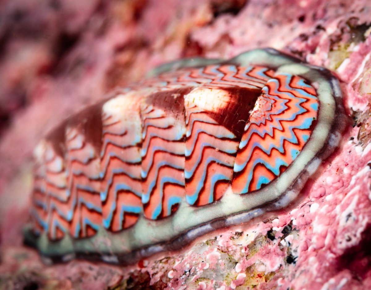 A lined chiton on crustose coralline algae