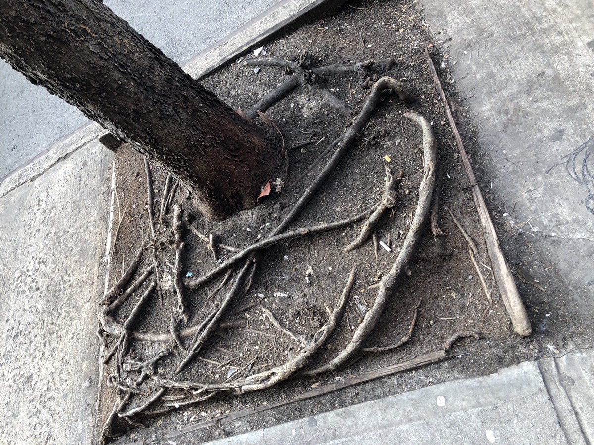 “lost box”wooden planter boxes rot away in NYC leaving exposed mounds of tangled roots. (note : you can still see parts of a plastic pot the tree was apparently planted in).