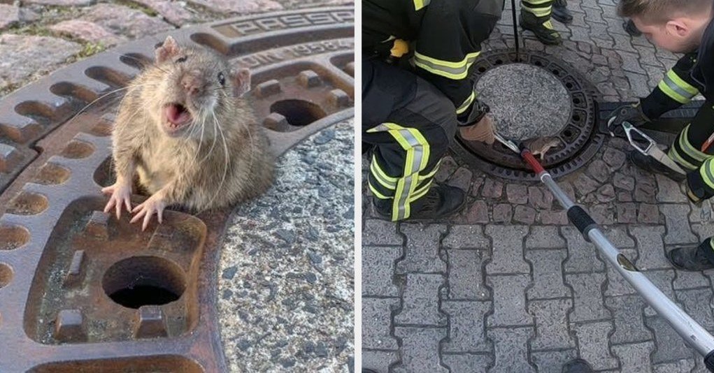 U24noticias's tweet photo. SOLO EN ALEMANIA
Increíble: Una rata gorda quedó atrapada en alcantarilla y todo un grupo de bomberos se acercó para salvarla😂🐭
https://t.co/ll3mKs1LUJ https://t.co/fc1SF2GNAQ