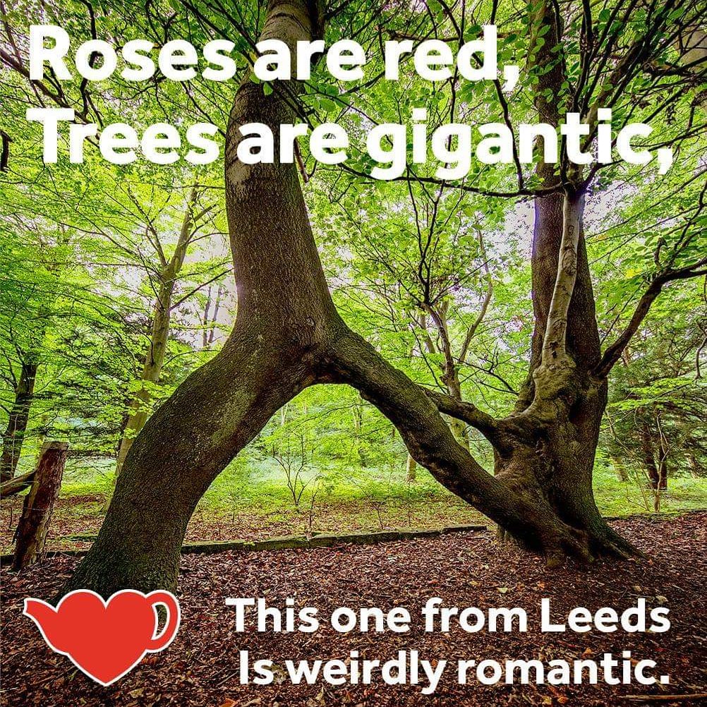 NelliesTree's tweet photo. @ThisisDavina Can you please give @NelliesTree in #leeds a #RT as the #UK entry in #European @TreeoftheYear 2019. 2 days left to vote. Thankyou https://t.co/sO5eYfnyqr
