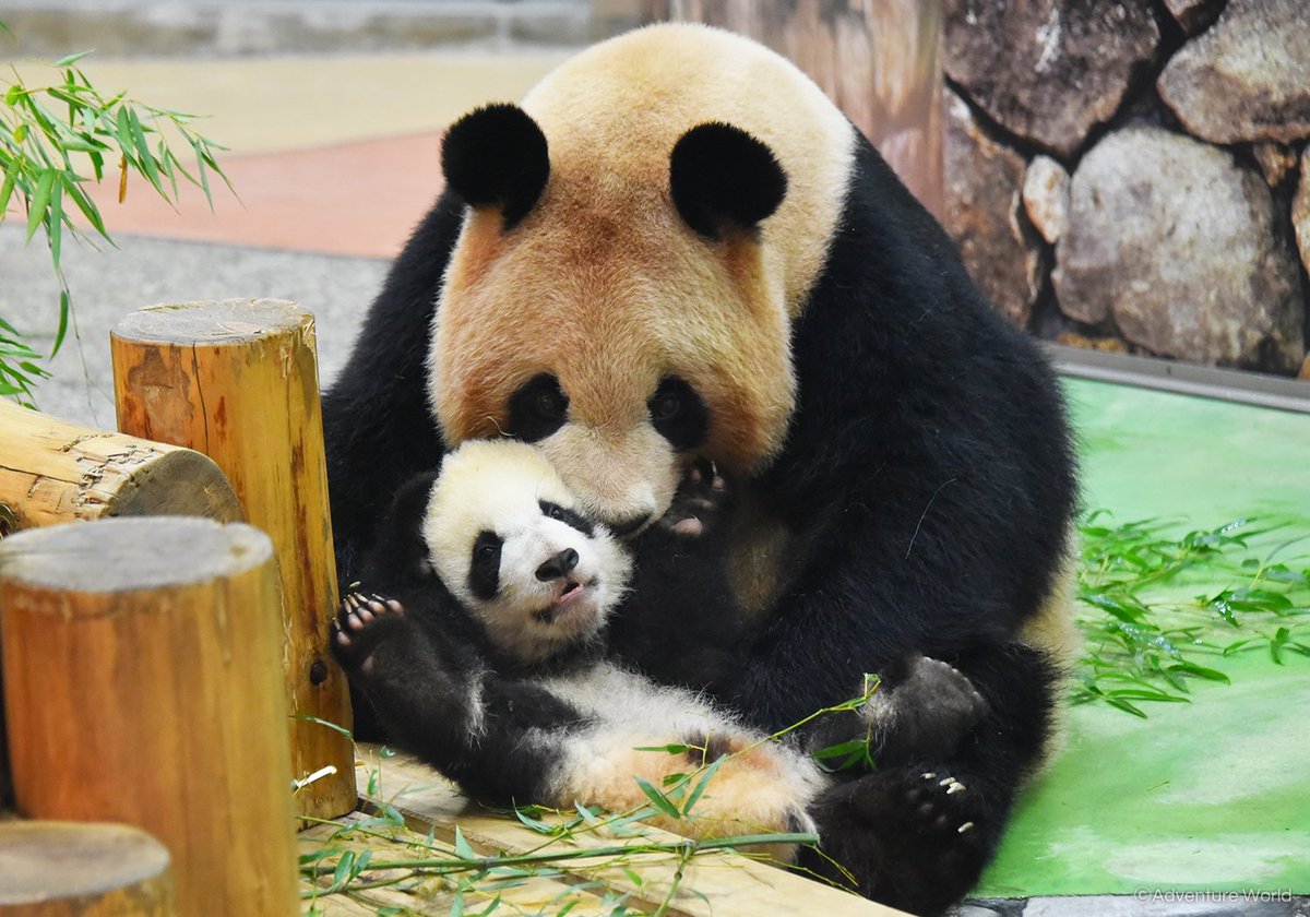 アドベンチャーワールド 公式 本日は休園日 パンダの赤ちゃん 彩浜 さいひん はお母さんパンダ 良浜 らうひん と思いっきり遊んだり 屋外運動場に出てのんびり日光浴をしたり 元気に過ごしています 197日齢 2月27日 の体重 10 60kg 出生時 75g