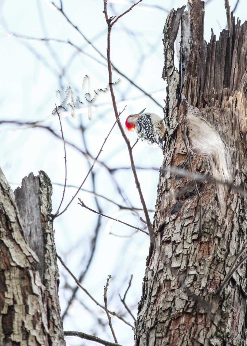 kFergPhotos's tweet photo. Woodpecker #natural #nature #bird @BirdWatchingMag 
https://t.co/ku1Lun5D0J https://t.co/V6HL6hib4q
