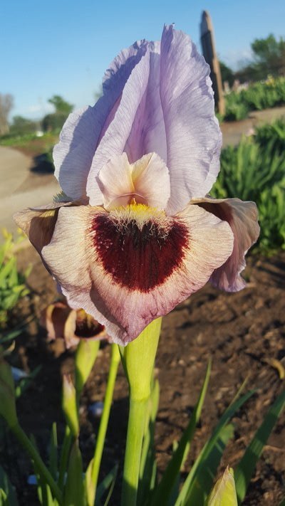 okc_iris's tweet photo. This event like all of our events is FREE and OPEN to the PUBLIC with NO registration required.
Median irises are great for border areas and for water conservation-conscious gardens! Be a friend and bring a few! #okciris #OKC #FREEinOKC #Friday #irises @OkieMGs
3/3 https://t.co/ZX6OzZt7IL