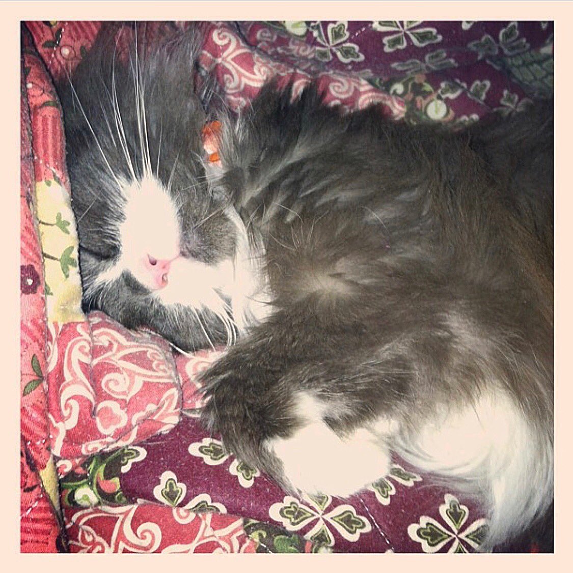 CatTherapy4Real's tweet photo. Happy #adoptionday Gertieanne 🥰😻🐾 6 years ago today this sweetheart captured my heart. #fosterfailure #AdoptDontShop #purrfect #furbaby 😍🐾🥰🐾😻 https://t.co/nYgCMLSyLH